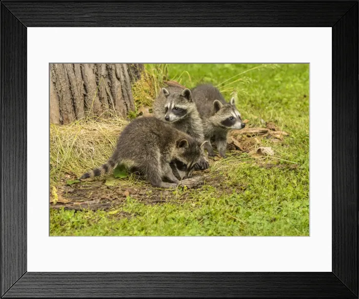 Framed Print : USA, Minnesota, Pine County. Captive raccoon babies Framed Print : USA, Minnesota, Pine County. Captive raccoon babies