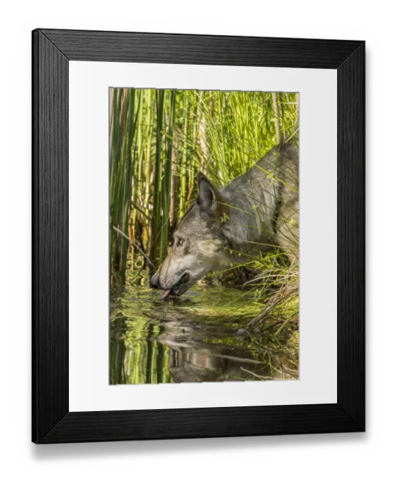 Framed Print : USA, Minnesota, Pine County. Captive gray wolf drinking Framed Print : USA, Minnesota, Pine County. Captive gray wolf drinking