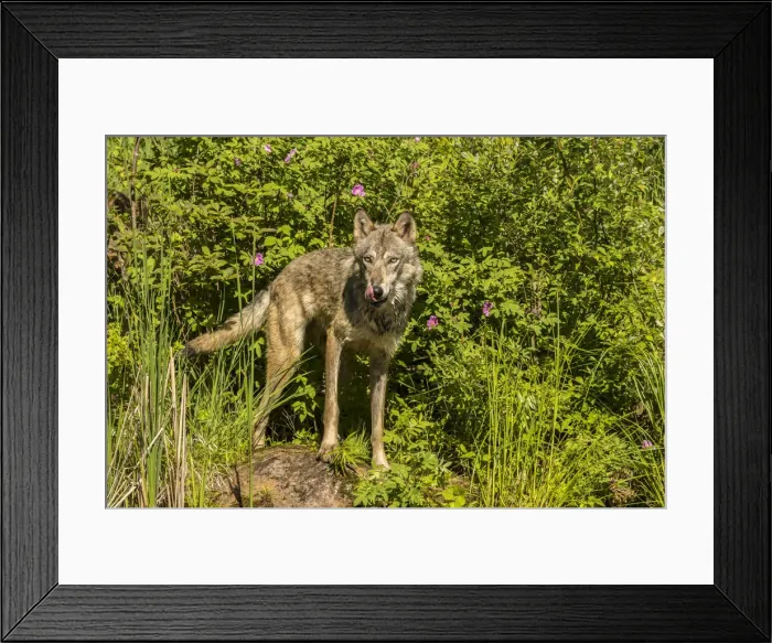 Framed Print : USA, Minnesota, Pine County. Captive gray wolf adult Framed Print : USA, Minnesota, Pine County. Captive gray wolf adult