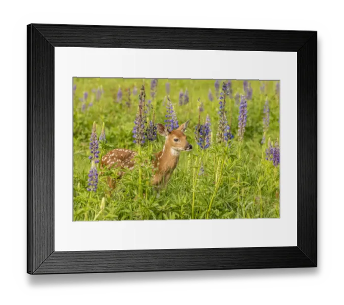 Framed Print : Pine County. Captive fawn. Credit as: Cathy and Gordon Illg / Jaynes Gallery / DanitaDelimont Framed Print : Pine County. Captive fawn. Credit as: Cathy and Gordon Illg / Jaynes Gallery / DanitaDelimont