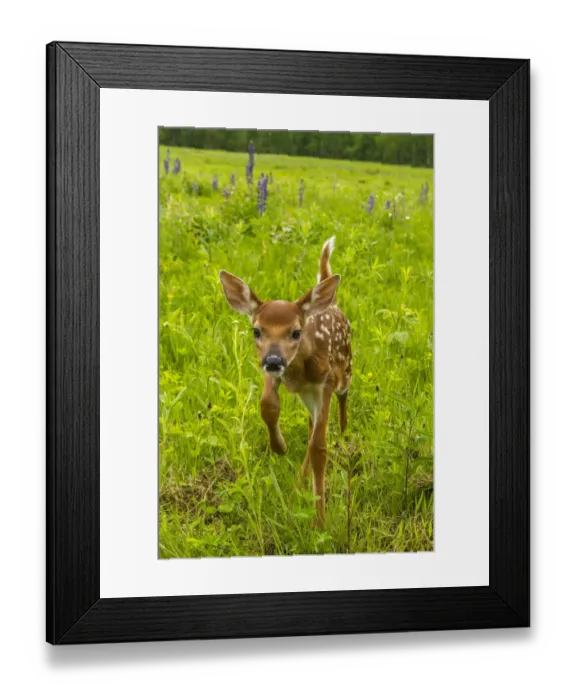Framed Print : Pine County. Captive fawn. Credit as: Cathy and Gordon Illg / Jaynes Gallery / DanitaDelimont Framed Print : Pine County. Captive fawn. Credit as: Cathy and Gordon Illg / Jaynes Gallery / DanitaDelimont