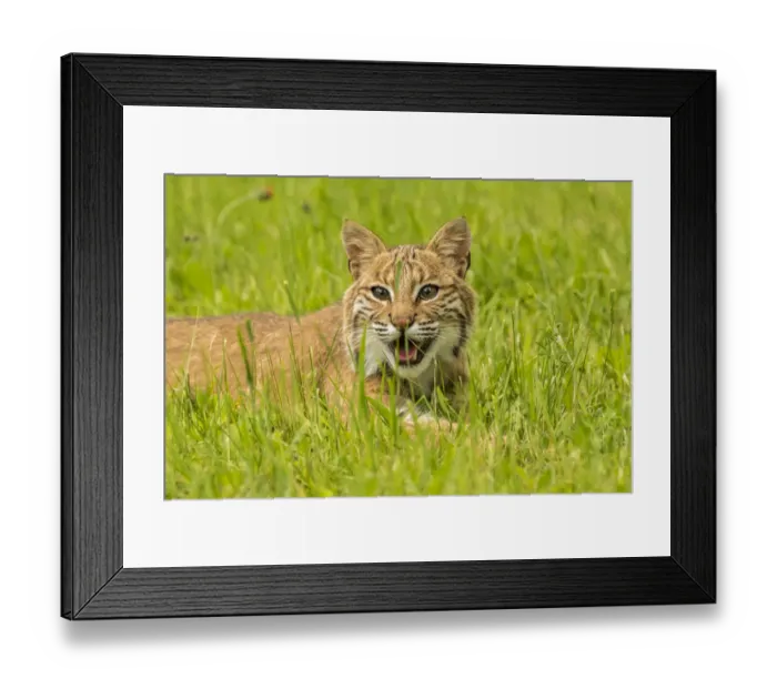 Framed Print : Pine County. Captive bobcat. Credit as: Cathy and Gordon Illg / Jaynes Gallery / DanitaDelimont Framed Print : Pine County. Captive bobcat. Credit as: Cathy and Gordon Illg / Jaynes Gallery / DanitaDelimont