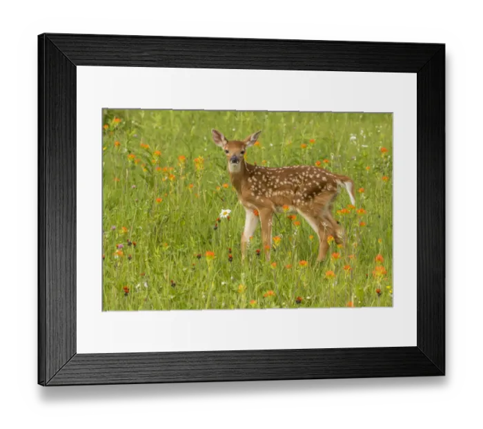 Framed Print : Pine County. Captive fawn. Credit as: Cathy and Gordon Illg / Jaynes Gallery / DanitaDelimont Framed Print : Pine County. Captive fawn. Credit as: Cathy and Gordon Illg / Jaynes Gallery / DanitaDelimont