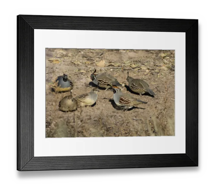 Framed Print : Gambels Quail (Callipepla gambelii) covey feeding Framed Print : Gambels Quail (Callipepla gambelii) covey feeding