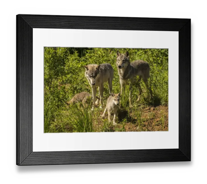 Framed Print : USA, Minnesota, Pine County. Gray wolf family