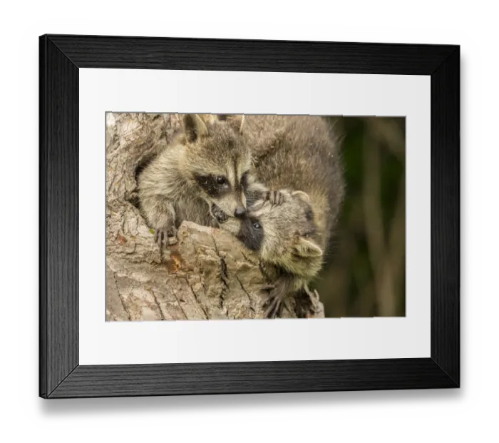 Framed Print : Pine County. Captive raccoon babies. Credit as: Cathy and Gordon Illg / Jaynes Gallery Framed Print : Pine County. Captive raccoon babies. Credit as: Cathy and Gordon Illg / Jaynes Gallery