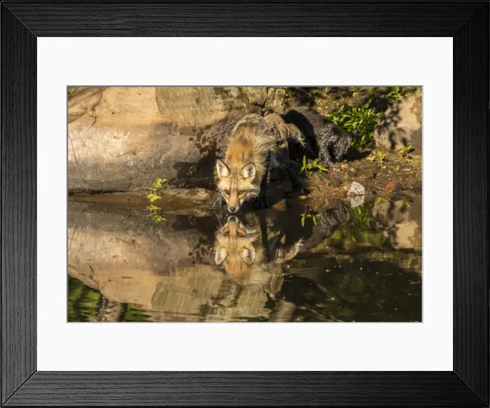 Framed Print : Pine County. Captive red fox drinking. Credit as: Cathy and Gordon Illg / Jaynes Framed Print : Pine County. Captive red fox drinking. Credit as: Cathy and Gordon Illg / Jaynes