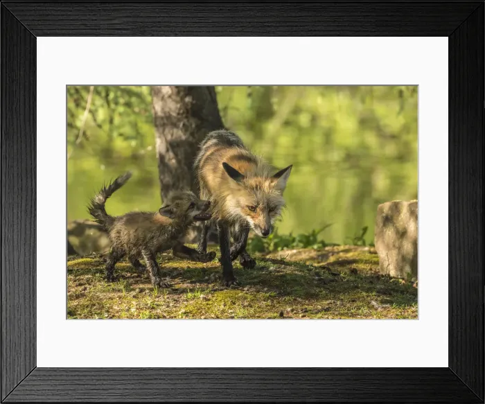 Framed Print : Pine County. Captive red fox with kit. Credit as: Cathy and Gordon Illg  /  Jaynes