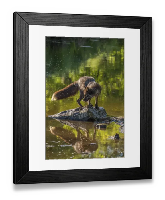 Framed Print : Pine County. Captive red fox on rock. Credit as: Cathy and Gordon Illg  /  Jaynes Gallery