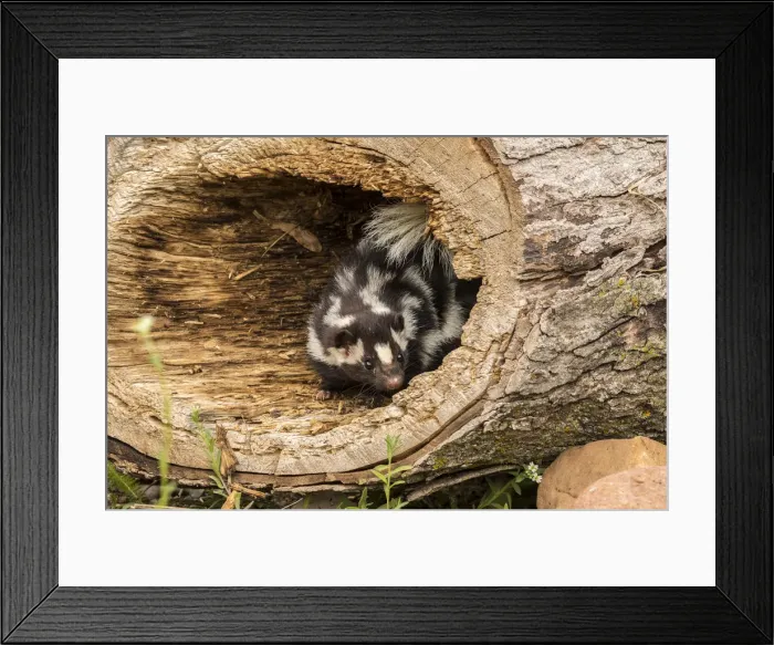 Framed Print : Pine County. Captive spotted skunk. Credit as: Cathy and Gordon Illg / Jaynes Gallery Framed Print : Pine County. Captive spotted skunk. Credit as: Cathy and Gordon Illg / Jaynes Gallery