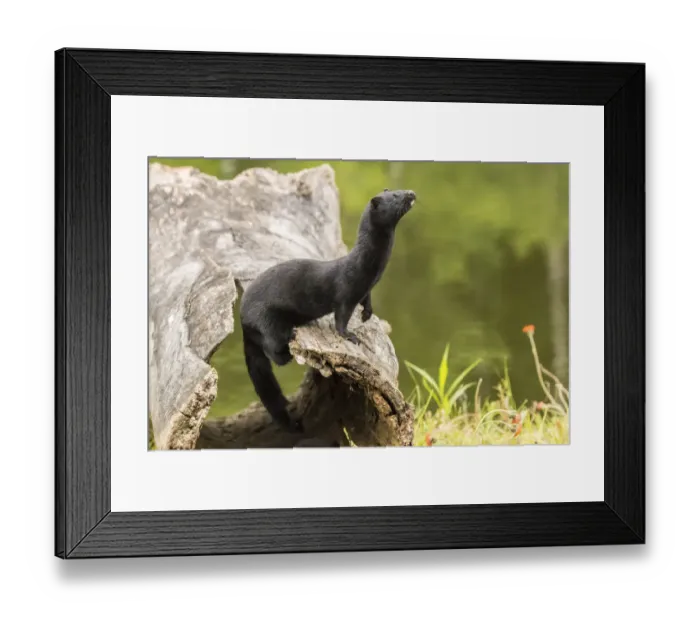 Framed Print : Pine County. Captive adult mink. Credit as: Cathy and Gordon Illg / Jaynes Gallery / DanitaDelimont Framed Print : Pine County. Captive adult mink. Credit as: Cathy and Gordon Illg / Jaynes Gallery / DanitaDelimont