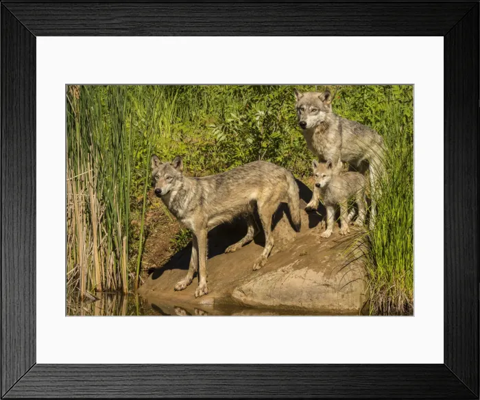 Framed Print : Pine County. Gray wolf family. Credit as: Cathy and Gordon Illg / Jaynes Gallery / DanitaDelimont Framed Print : Pine County. Gray wolf family. Credit as: Cathy and Gordon Illg / Jaynes Gallery / DanitaDelimont