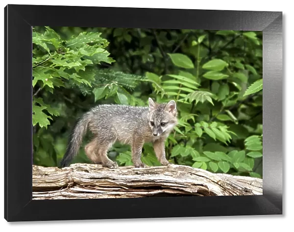 USA, Minnesota Wildlife Connection, Sandborn, Minnesota. A grey fox kit stands on a fallen tree