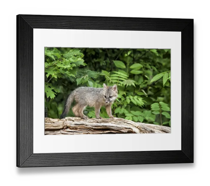 Framed Print : USA, Minnesota Wildlife Connection, Sandborn, Minnesota. A grey fox kit stands on a fallen tree