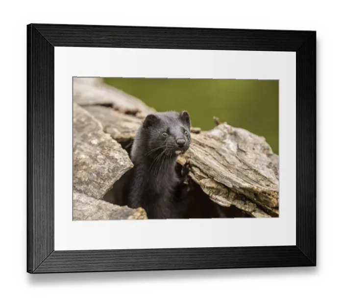 Framed Print : Pine County. Captive adult mink. Credit as: Cathy and Gordon Illg / Jaynes Gallery / DanitaDelimont Framed Print : Pine County. Captive adult mink. Credit as: Cathy and Gordon Illg / Jaynes Gallery / DanitaDelimont