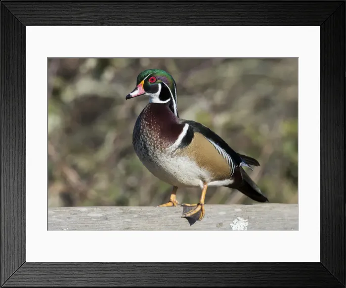 Framed Print : The wood duck or Carolina duck (Aix sponsa), a species of perching duck, is one of
