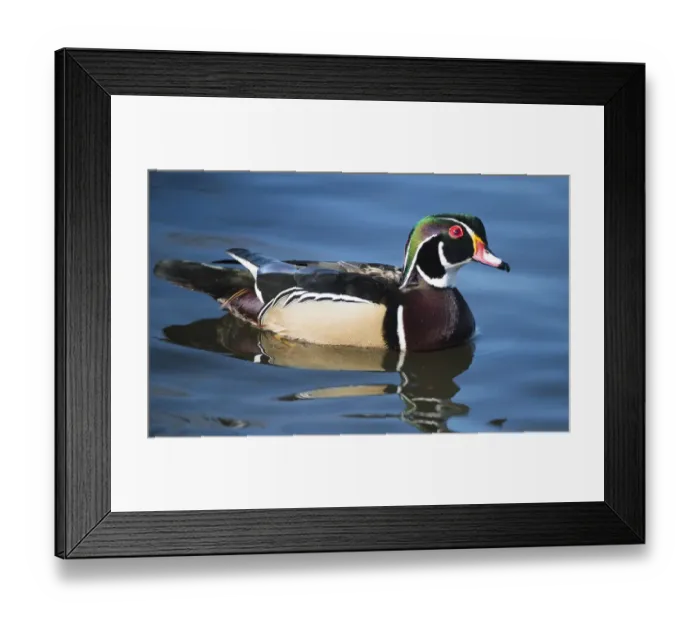 Framed Print : The wood duck or Carolina duck (Aix sponsa), a species of perching duck, is one of Framed Print : The wood duck or Carolina duck (Aix sponsa), a species of perching duck, is one of