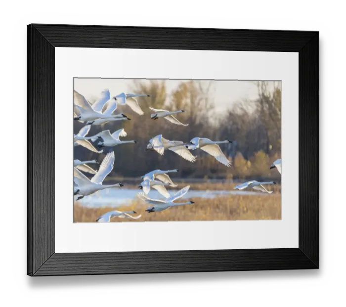 Framed Print : Trumpeter Swans (Cygnus buccinator) taking off from wetland Riverlands Migratory Bird Sanctuary, St Framed Print : Trumpeter Swans (Cygnus buccinator) taking off from wetland Riverlands Migratory Bird Sanctuary, St