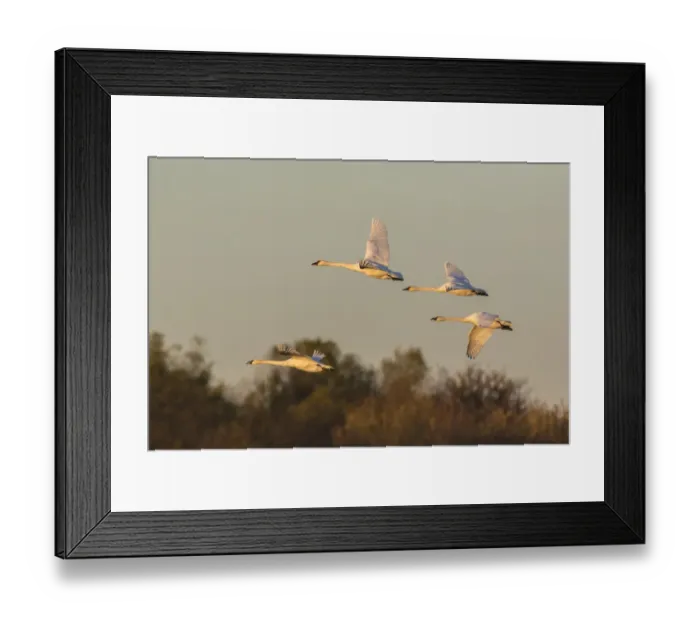 Framed Print : Trumpeter Swans (Cygnus buccinator) flying Riverlands Migratory Bird Sanctuary, St Framed Print : Trumpeter Swans (Cygnus buccinator) flying Riverlands Migratory Bird Sanctuary, St