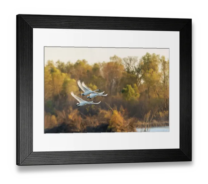 Framed Print : Trumpeter Swans (Cygnus buccinator) flying Riverlands Migratory Bird Sanctuary, St