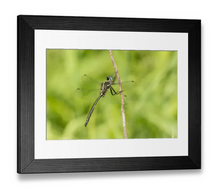 Framed Print : Hines Emerald (Somatochlora hineana) male Parker Branch Fen, Reynolds County