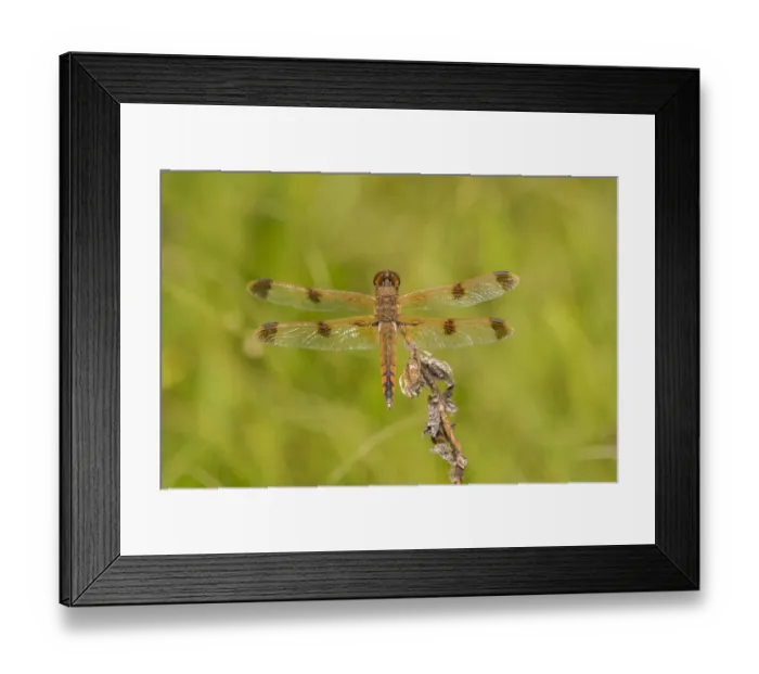 Framed Print : Painted Skimmer (Libellula semifasciata) Bee Fork West, Reynolds County, Missouri Framed Print : Painted Skimmer (Libellula semifasciata) Bee Fork West, Reynolds County, Missouri