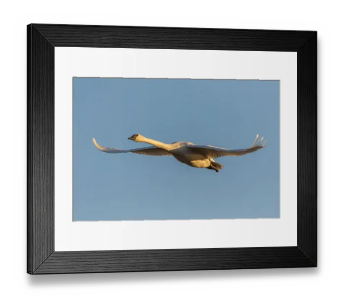 Framed Print : Trumpeter Swan (Cygnus buccinator) in flight Riverlands Migratory Bird Sanctuary St Framed Print : Trumpeter Swan (Cygnus buccinator) in flight Riverlands Migratory Bird Sanctuary St