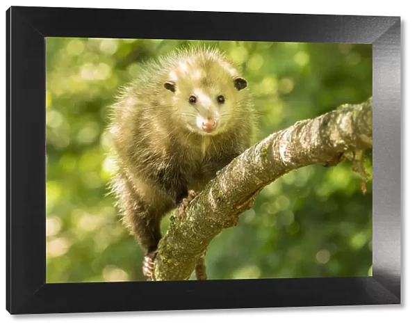 Pine County. Captive adult opossum. Credit as: Cathy and Gordon Illg  /  Jaynes Gallery