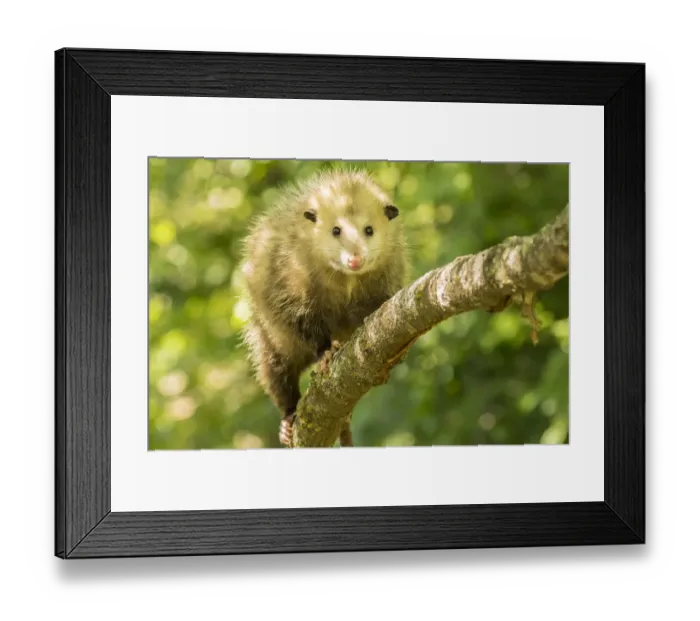 Framed Print : Pine County. Captive adult opossum. Credit as: Cathy and Gordon Illg  /  Jaynes Gallery