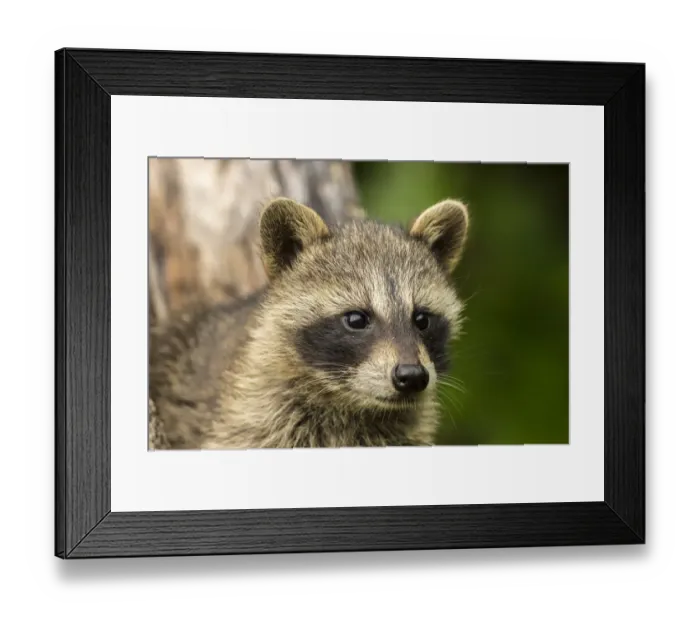 Framed Print : Pine County. Captive raccoon baby close-up Framed Print : Pine County. Captive raccoon baby close-up