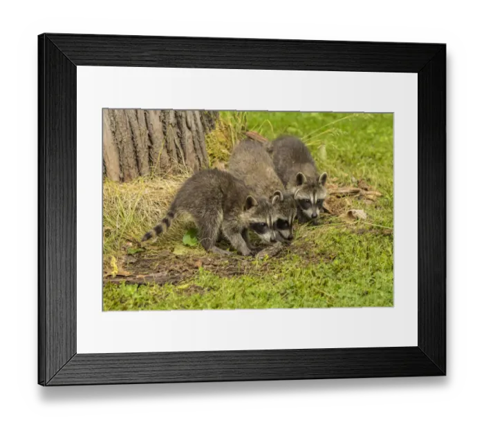Framed Print : Pine County. Captive raccoon babies. Credit as: Cathy and Gordon Illg / Jaynes Gallery Framed Print : Pine County. Captive raccoon babies. Credit as: Cathy and Gordon Illg / Jaynes Gallery