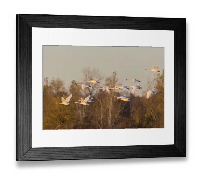 Framed Print : Trumpeter Swans (Cygnus buccinator) in flight Riverlands Migratory Bird Sanctuary St
