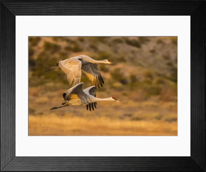 Framed Print : USA, New Mexico, Bosque Del Apache National Wildlife Refuge. Sandhill cranes flying
