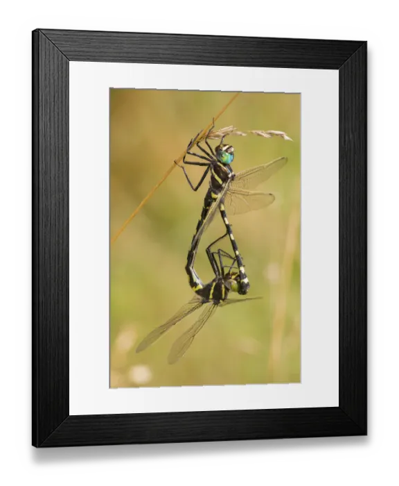 Framed Print : Gilded River Cruiser (Macromia pacifica) in copulation wheel Nance Fen Ripley Co. MO Framed Print : Gilded River Cruiser (Macromia pacifica) in copulation wheel Nance Fen Ripley Co. MO