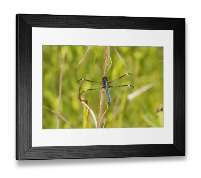 Framed Print : Spangled Skimmer (Libellula cyanea) male Glass Lizard Fen Ripley Co. MO Framed Print : Spangled Skimmer (Libellula cyanea) male Glass Lizard Fen Ripley Co. MO