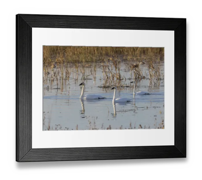 Framed Print : Trumpeter Swans (Cygnus buccinator) in wetland Riverlands Migratory Bird Sanctuary St Framed Print : Trumpeter Swans (Cygnus buccinator) in wetland Riverlands Migratory Bird Sanctuary St