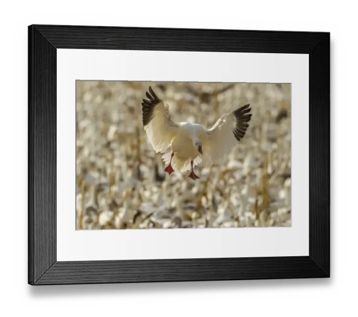 Framed Print : USA, New Mexico, Bosque Del Apache National Wildlife Refuge. Snow goose landing. Credit as