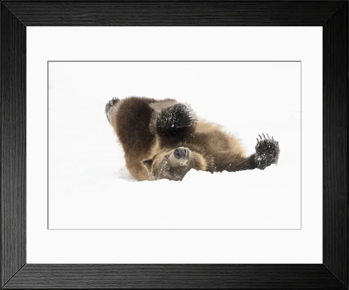 Framed Print : Captive grizzly bear at the Grizzly and Wolf Discovery Center in West Yellowstone Framed Print : Captive grizzly bear at the Grizzly and Wolf Discovery Center in West Yellowstone