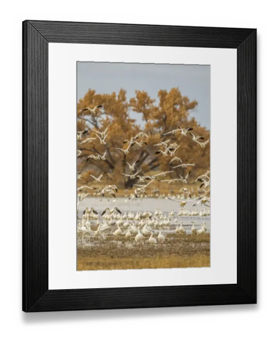 Framed Print : USA, New Mexico, Bosque Del Apache National Wildlife Refuge. Birds taking off from flock