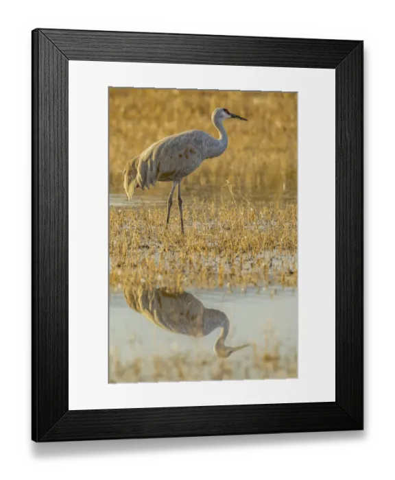 Framed Print : USA, New Mexico, Bosque Del Apache National Wildlife Refuge. Sandhill crane reflects in water