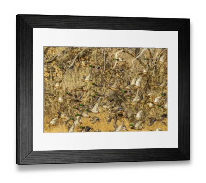 Framed Print : USA, New Mexico, Bosque Del Apache National Wildlife Refuge. Mallard duck flock flying Framed Print : USA, New Mexico, Bosque Del Apache National Wildlife Refuge. Mallard duck flock flying