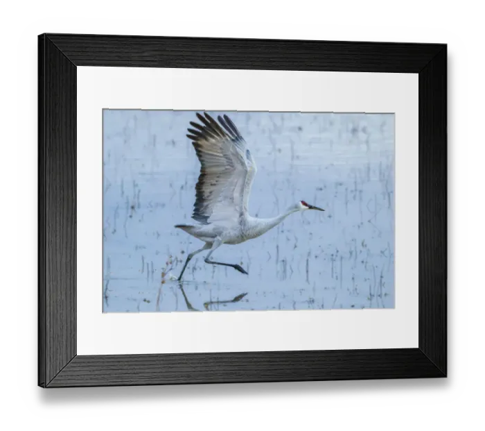 Framed Print : USA, New Mexico, Bosque Del Apache National Wildlife Refuge. Sandhill crane taking flight Framed Print : USA, New Mexico, Bosque Del Apache National Wildlife Refuge. Sandhill crane taking flight