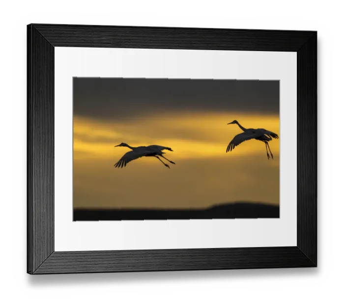 Framed Print : USA, New Mexico, Bosque Del Apache National Wildlife Refuge. Sandhill cranes landing at sunset Framed Print : USA, New Mexico, Bosque Del Apache National Wildlife Refuge. Sandhill cranes landing at sunset