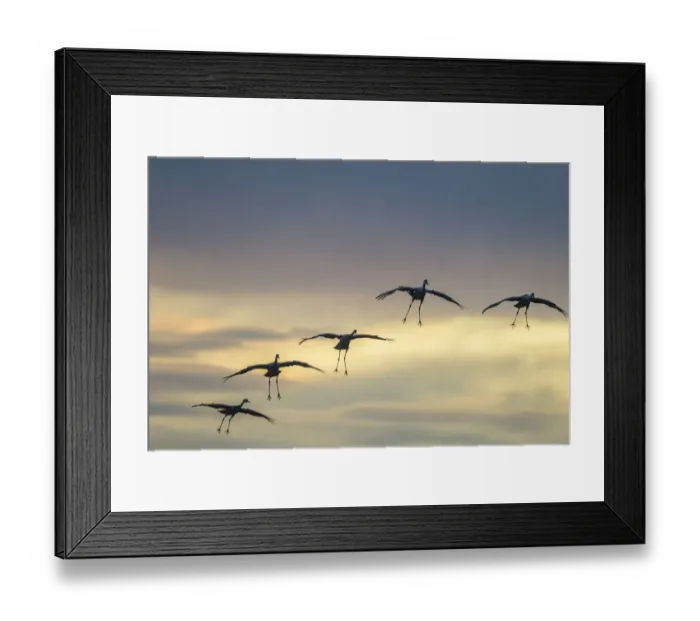 Framed Print : USA, New Mexico, Bosque Del Apache National Wildlife Refuge. Sandhill cranes landing at sunset Framed Print : USA, New Mexico, Bosque Del Apache National Wildlife Refuge. Sandhill cranes landing at sunset