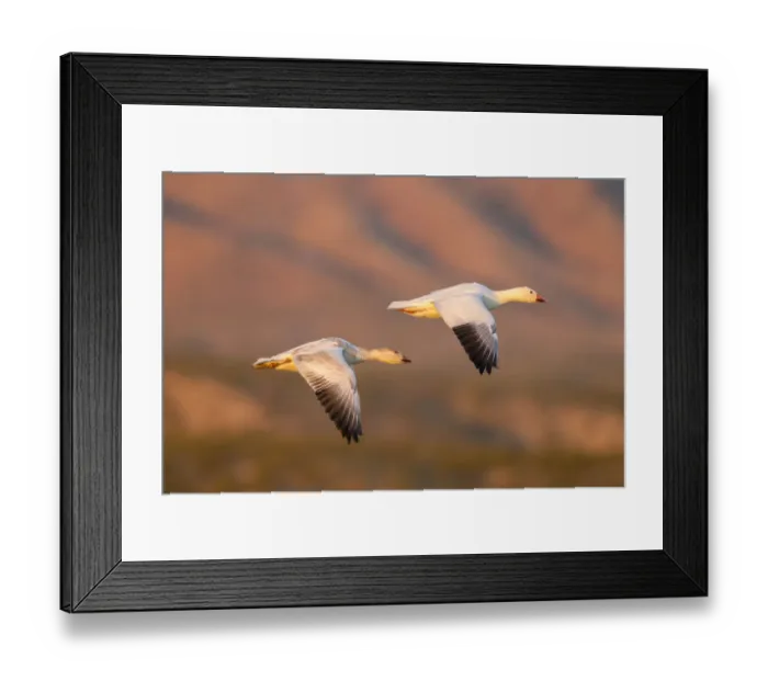 Framed Print : USA, New Mexico, Bosque Del Apache National Wildlife Refuge. Snow geese flying. Credit as