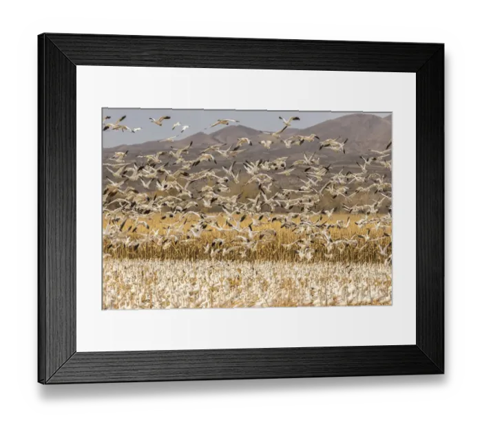 Framed Print : USA, New Mexico, Bosque Del Apache National Wildlife Refuge Framed Print : USA, New Mexico, Bosque Del Apache National Wildlife Refuge