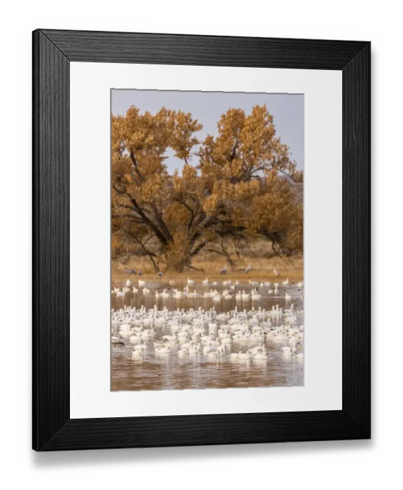Framed Print : USA, New Mexico, Bosque Del Apache National Wildlife Refuge. Flock of geese and cottonwood tree