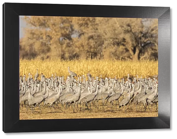 USA, New Mexico, Ladd S. Gordon Waterfowl Complex. Flock of sandhill cranes. Credit as