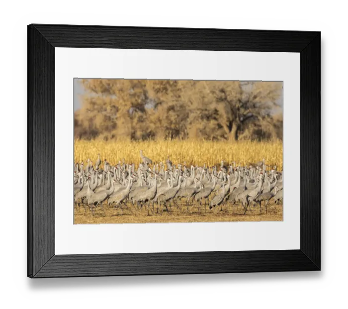 Framed Print : USA, New Mexico, Ladd S. Gordon Waterfowl Complex. Flock of sandhill cranes. Credit as