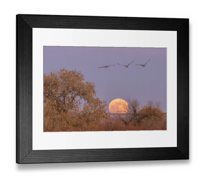 Framed Print : USA, New Mexico, Bosque del Apache National Wildlife Refuge. Full moon and sandhill cranes Framed Print : USA, New Mexico, Bosque del Apache National Wildlife Refuge. Full moon and sandhill cranes